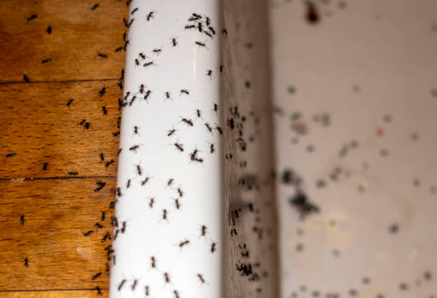 Best Ant Control Services  in Polson, MT