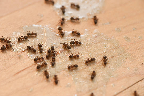 Professional Pest Control in Polson, MT