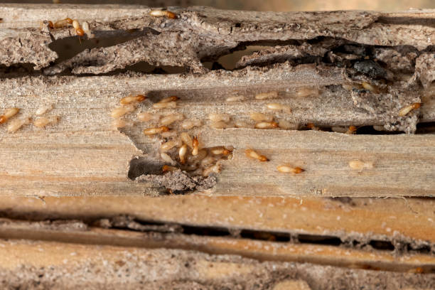 Best Residential Pest Control  in Polson, MT
